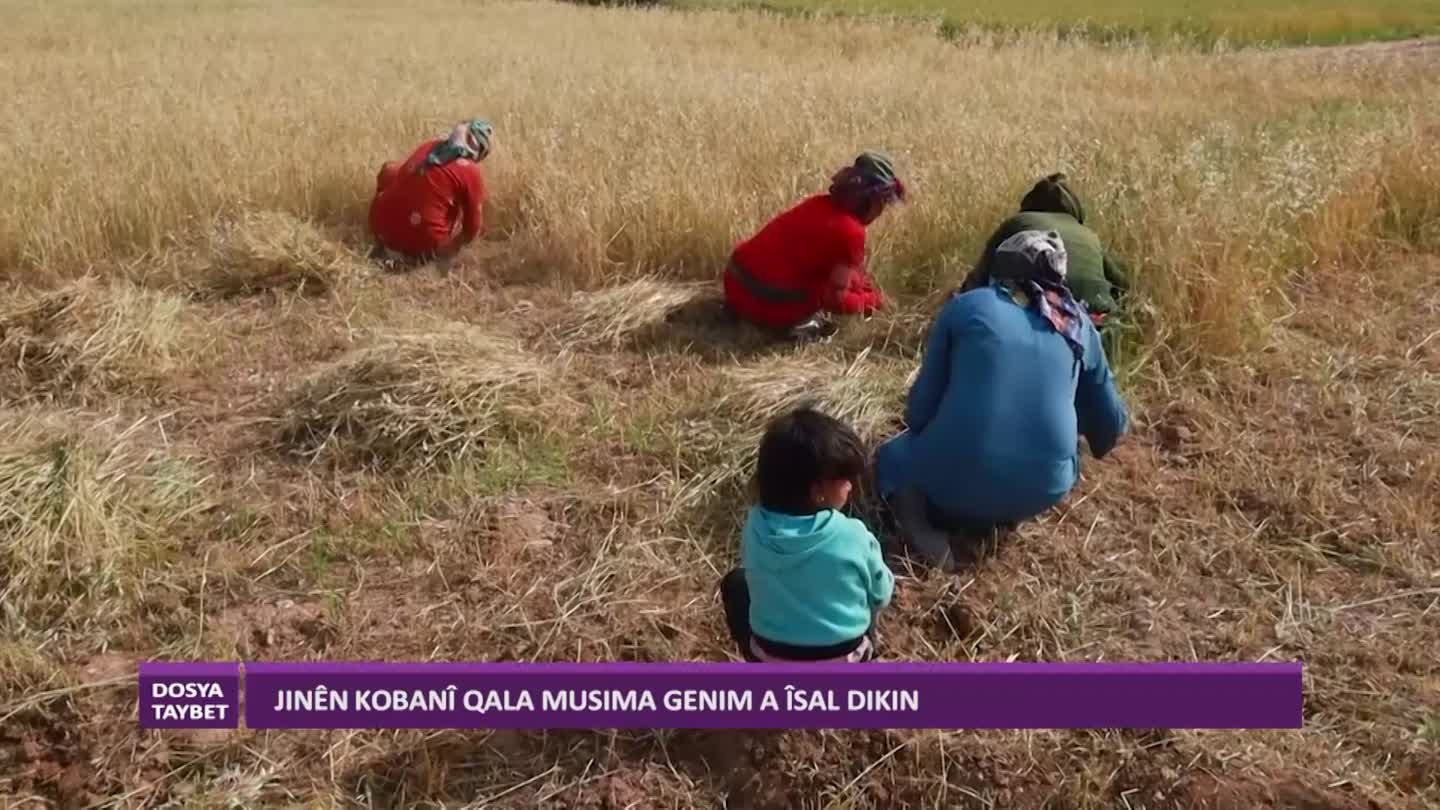 KOBANI JIN QALA MUSIMA A ISAL DIKIN