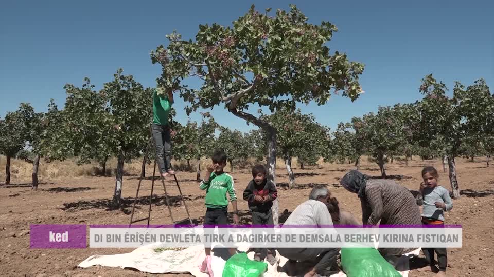 KOBANE KED DEMSALA BERHEVKIRINA FISTIQAN DI BIN ERISEN DEWLETA TIRK DE JD